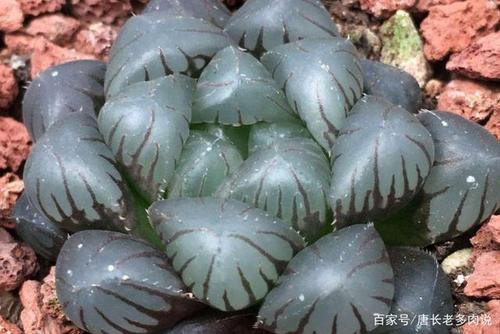 多肉叶片上白色的卵是什么截图2