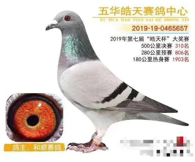 2019广东赛鸽赛事