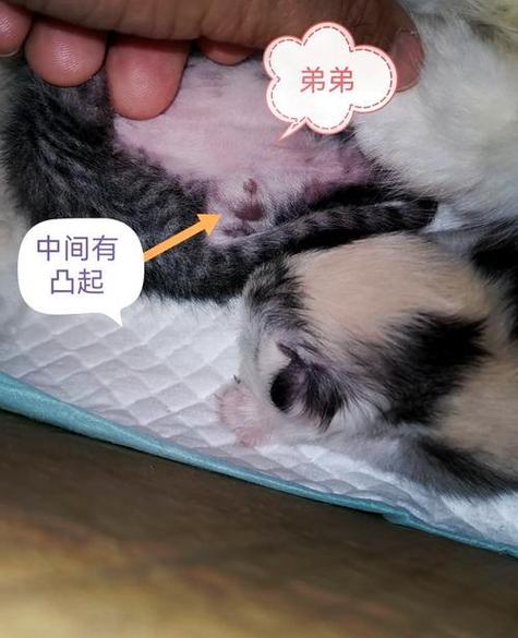 公猫后脑勺中间凸起骨头
