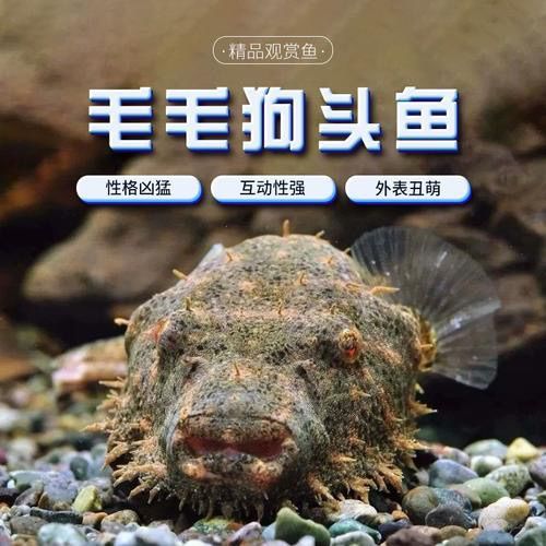 金钱狗头鱼