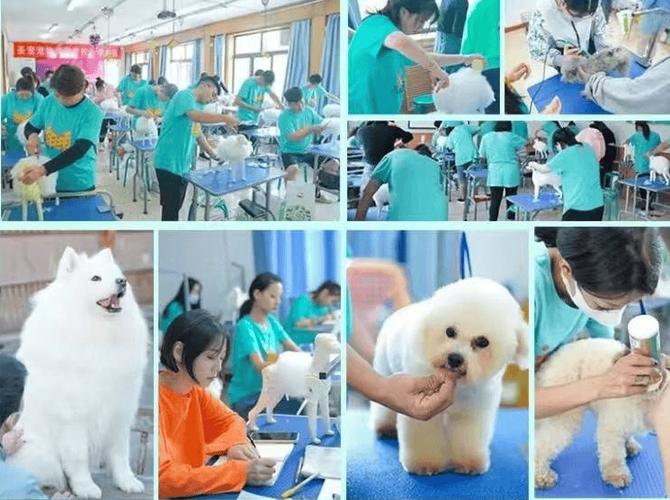 成都宠物美容师培训学校