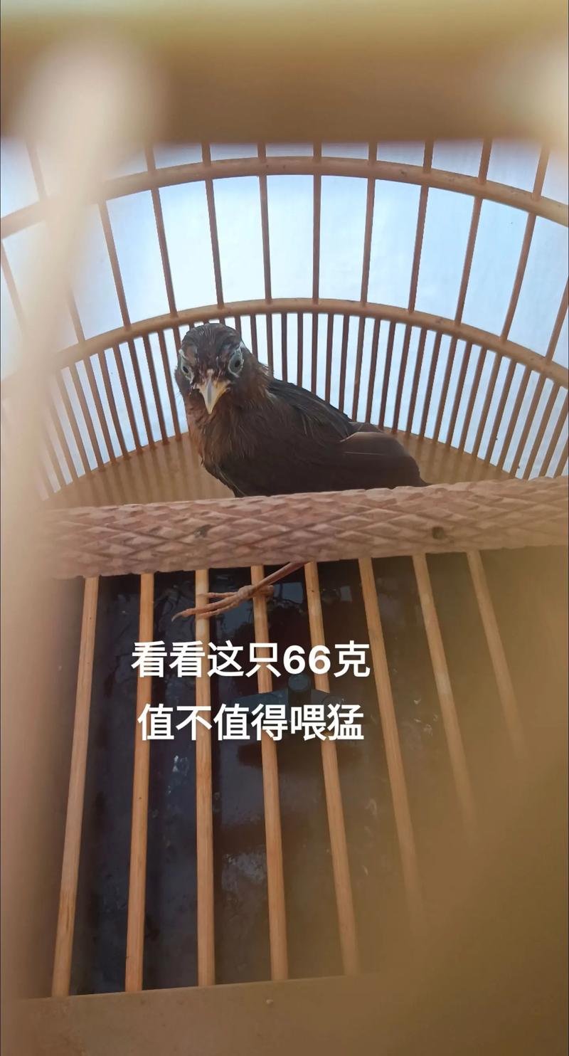 画眉鸟原毛养多久上性