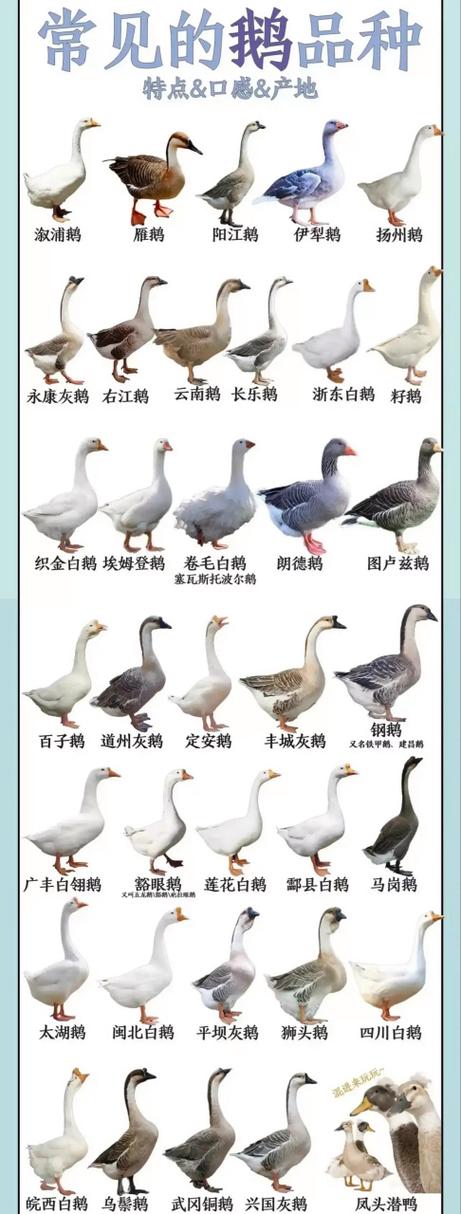 鹅最好三个品种