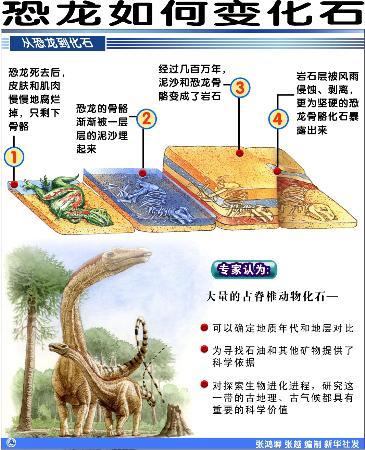 恐龙化石形成过程视频