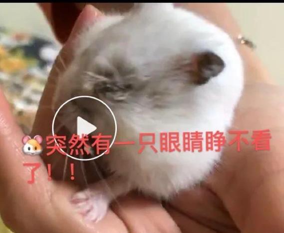 小八仓鼠粮怎么样