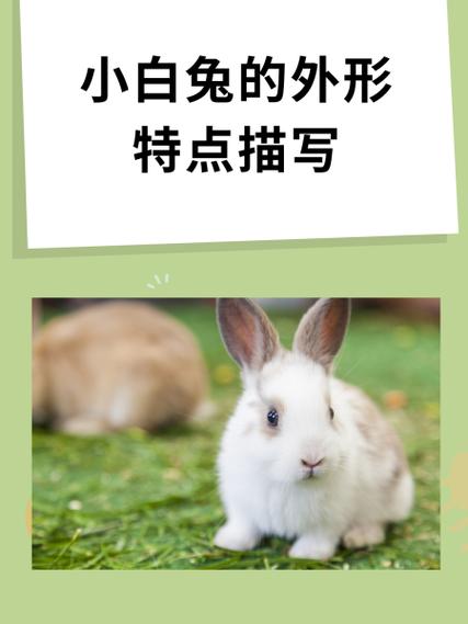 小白兔的特点是什么