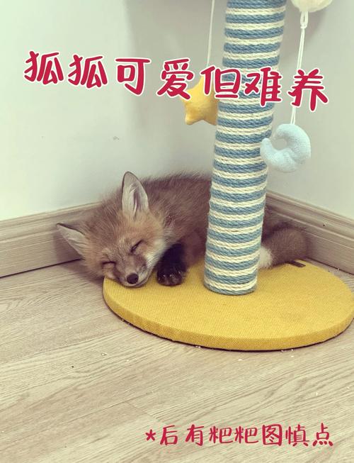 狐狸个人可以养吗