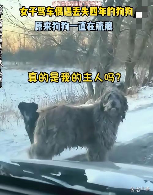 狗狗丢了是缘分尽了吗