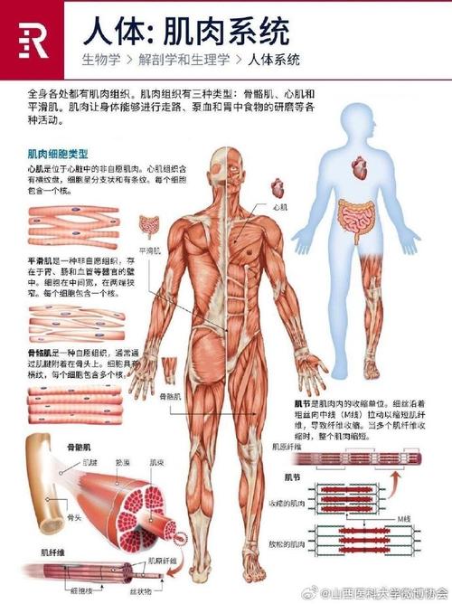 图身子是什么意思