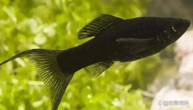 老鱼死亡的处理方法