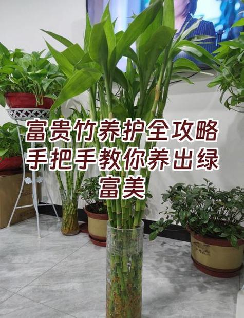 转运竹剪了怎么生根