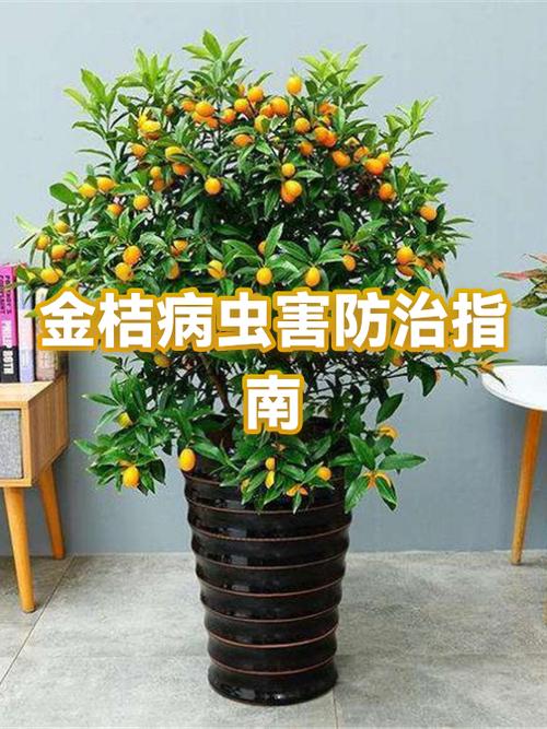 小金桔治什么病
