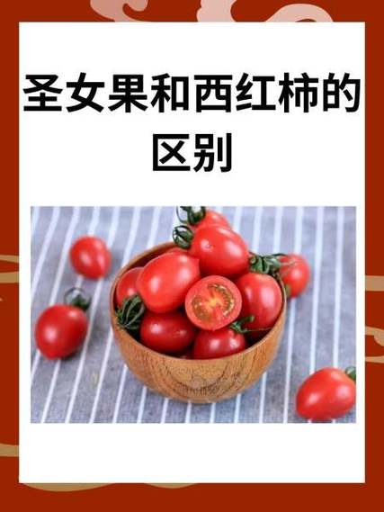 圣女果和西红柿营养一样吗
