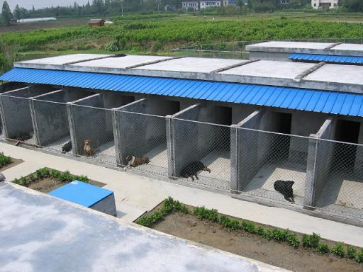 养狗场地建设图片