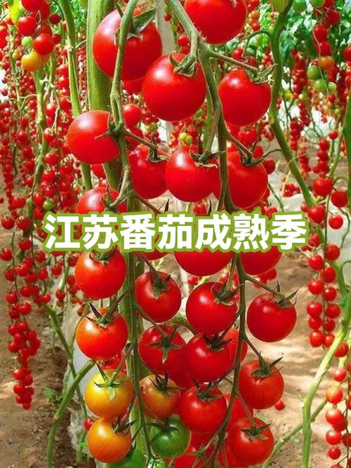 番茄成熟的季节