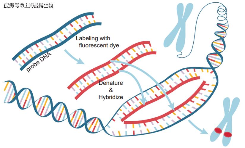 DNA 杂交技术的特点
