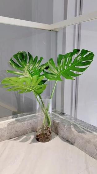 水培植物有哪些室外最好养