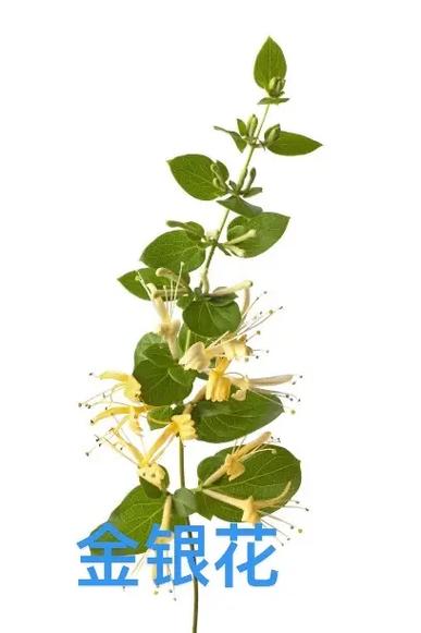 金银花是树还是藤