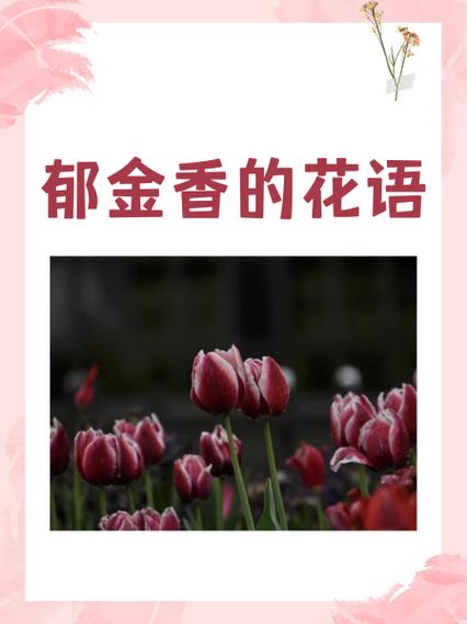 花的寓意及花语