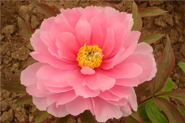 芍药是表白还是分手