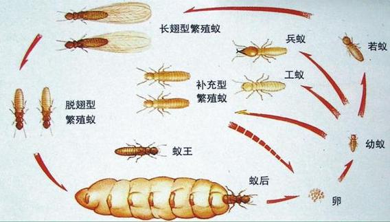蚂蚁是变态发育还是不变态发育