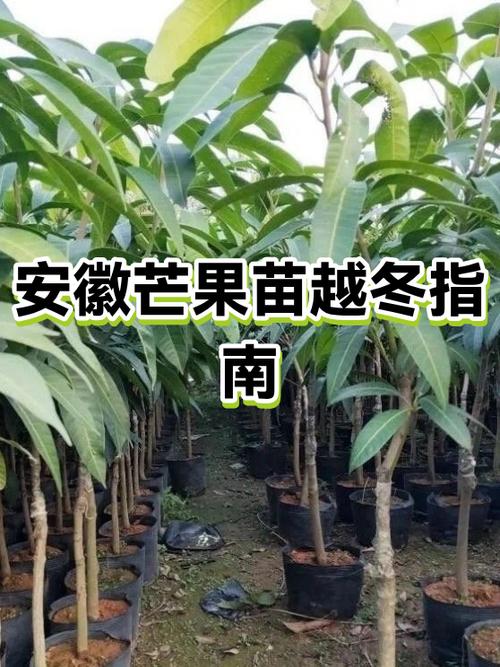 盆栽芒果冬天落叶吗
