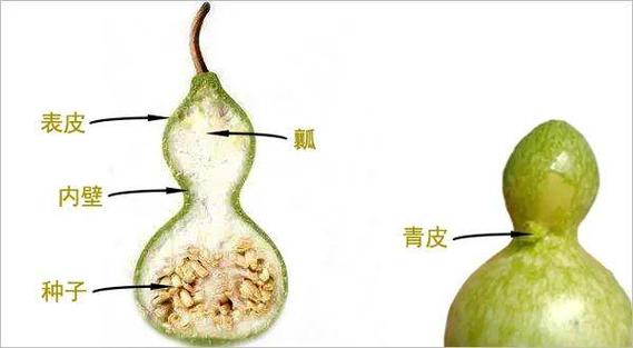 葫芦怎么去瓤视频