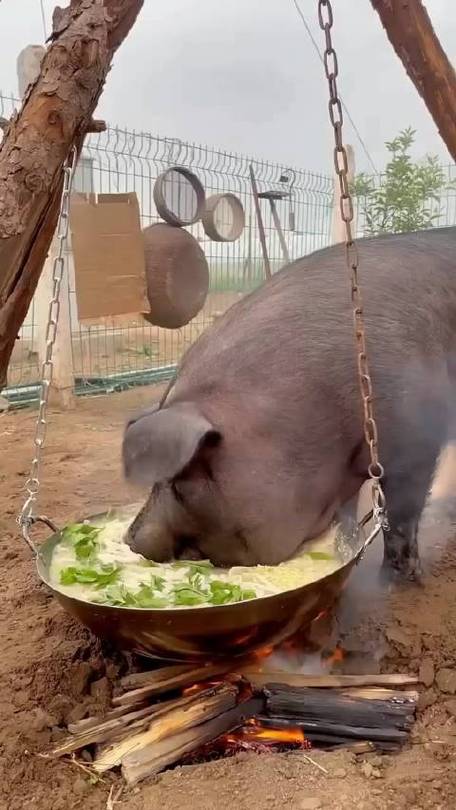 吃猪食的视频