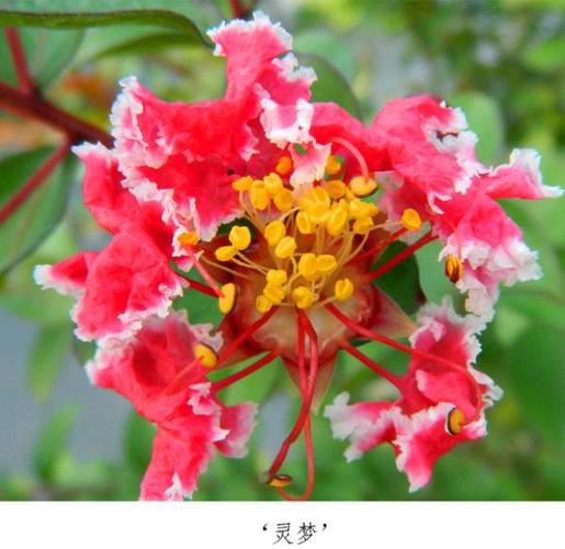 灵梦花百度百科图标