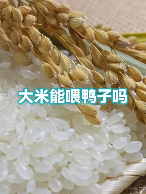 鸭米鸭米什么意思