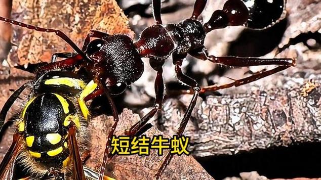 世界上最大的蚂蚁视频