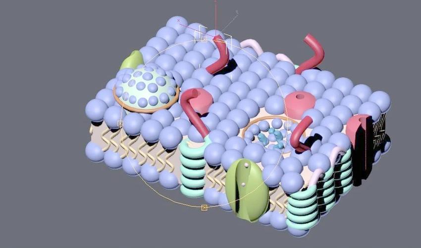 生物建模是什么意思