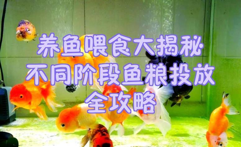 手机桌面养鱼喂鱼软件