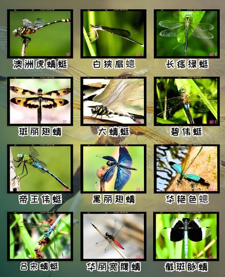 蜻蜓有多少种类和图片