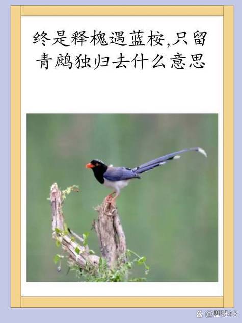蓝桉树与释槐鸟的故事