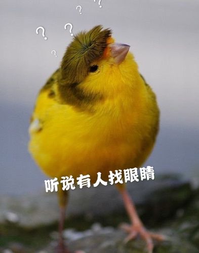 金丝雀是骂人还是夸人