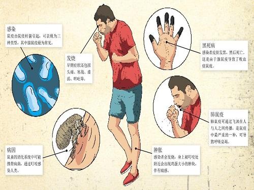 耗子爬过的地方会不会有鼠疫病毒