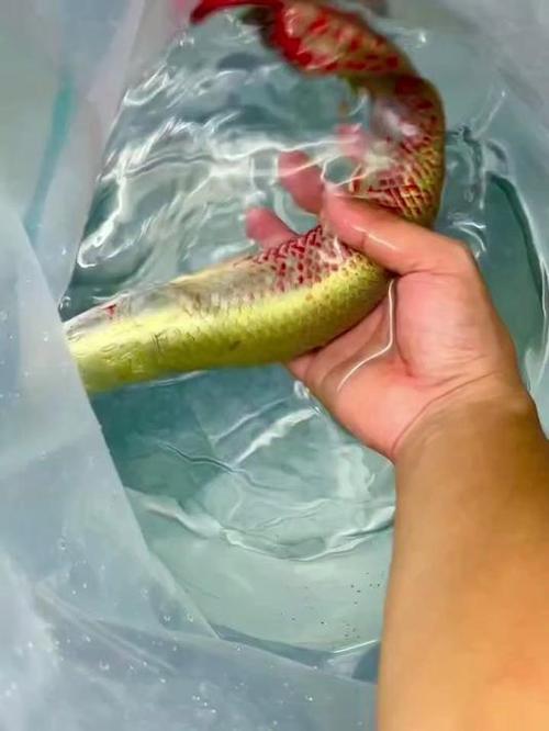 40鱼缸能养什么猛鱼