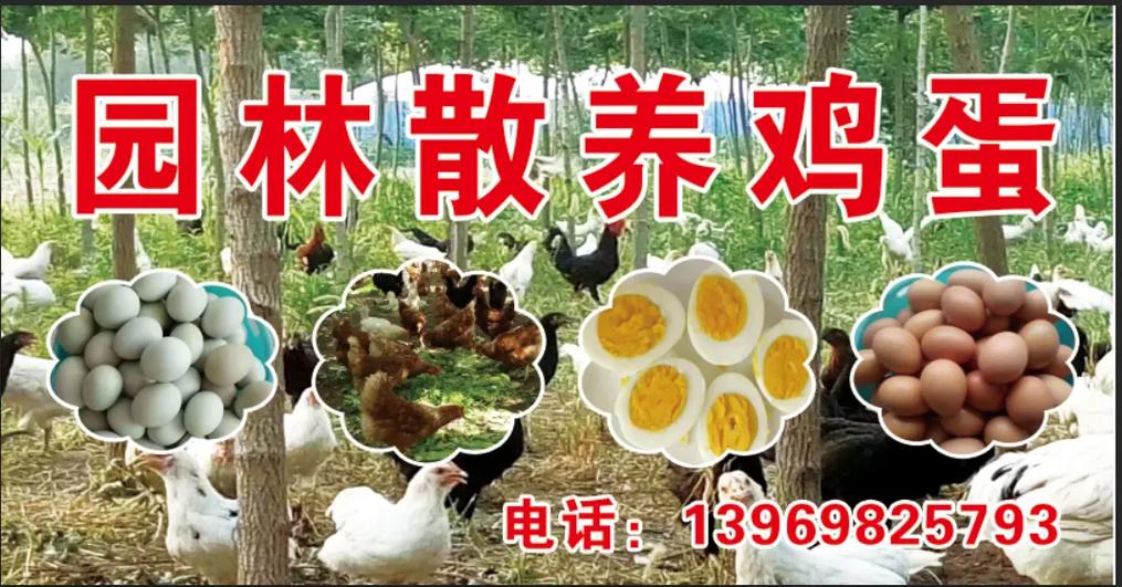 出售公鸡广告词