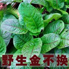 小孩子流鼻血土偏方