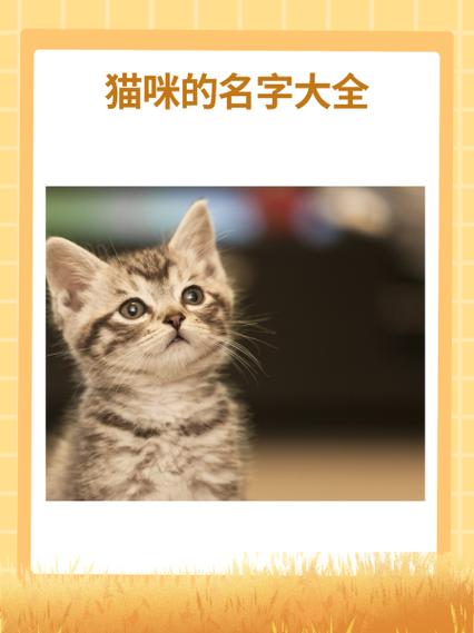 小猫起名字大全女小猫