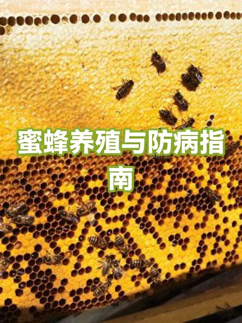 马蜂的饲养管理技术