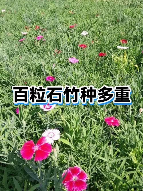 石竹哪个品种最好