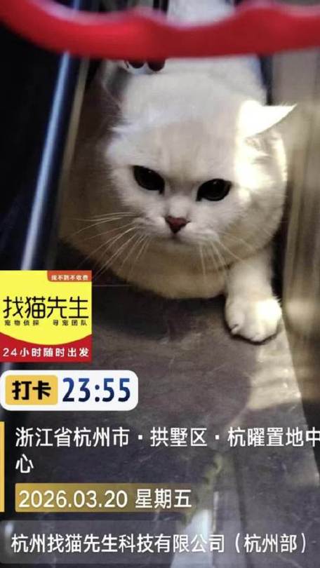 500以下的找猫团队截图3