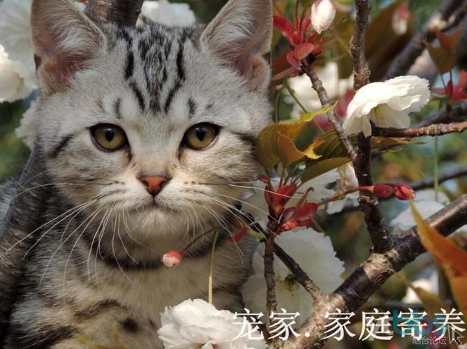 QQ幸运萌宠元气抽奖