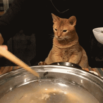 猫会不会吃熟睡的人