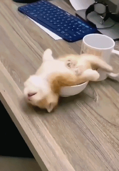 猫会不会吃熟睡的人截图3