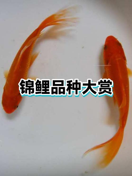 锦鲤哪个品种好截图2