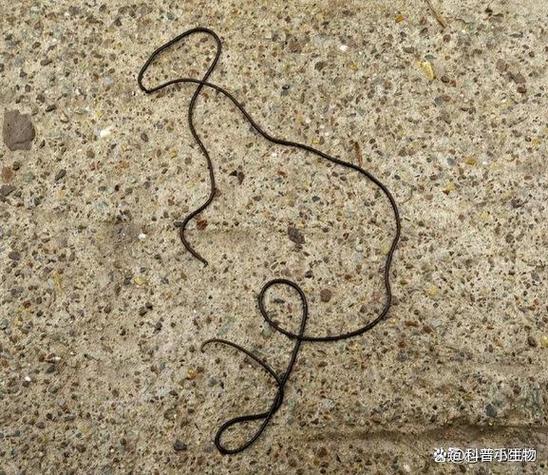 铁线虫会致人死亡吗