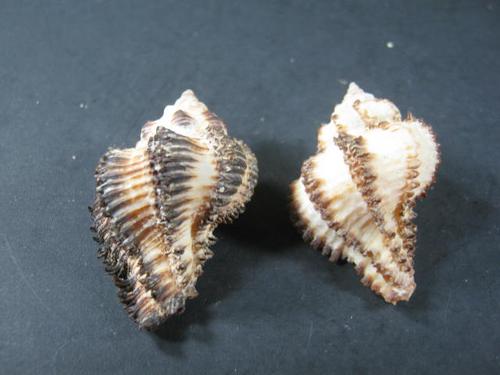 sea snail
